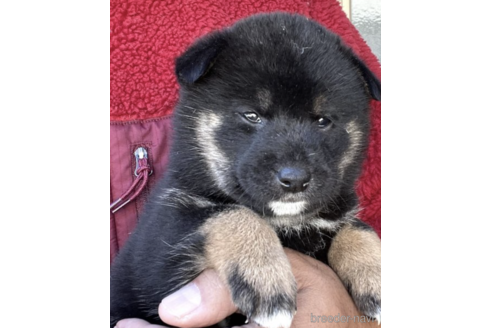 成約済の埼玉県の柴犬-160820の6枚目